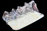 Oreodont Jaw Section With Teeth - South Dakota #82191-1